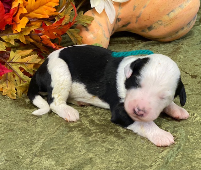Andre1wk