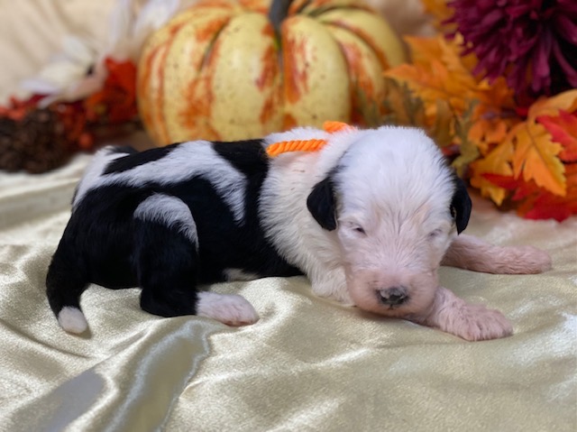 Ariel2wks