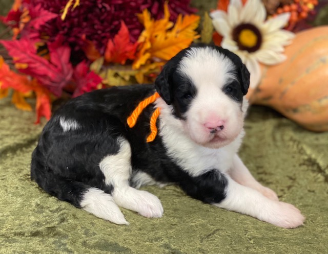 Asia3wks