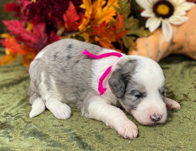 Barbara3wks