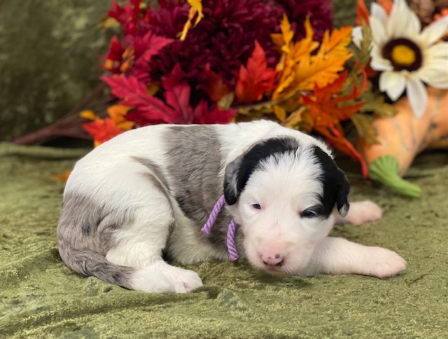 Carrie3wks