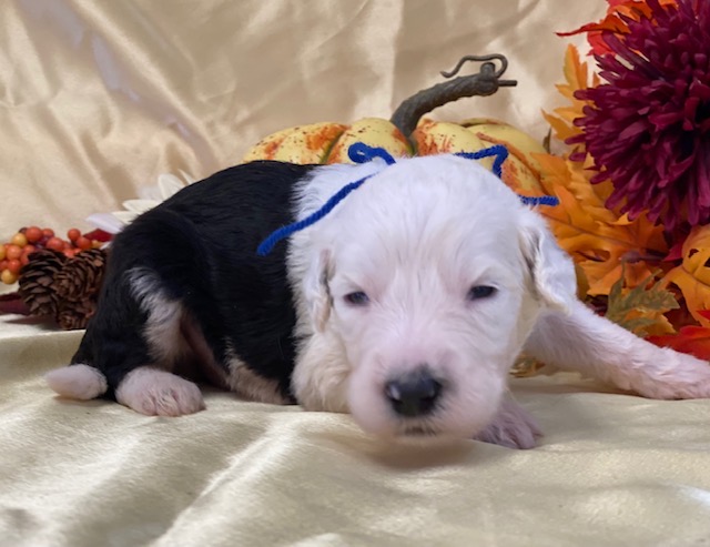 Cortez2wks