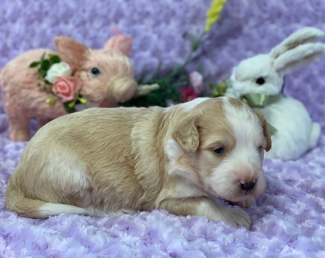 CreamPeanut3wks