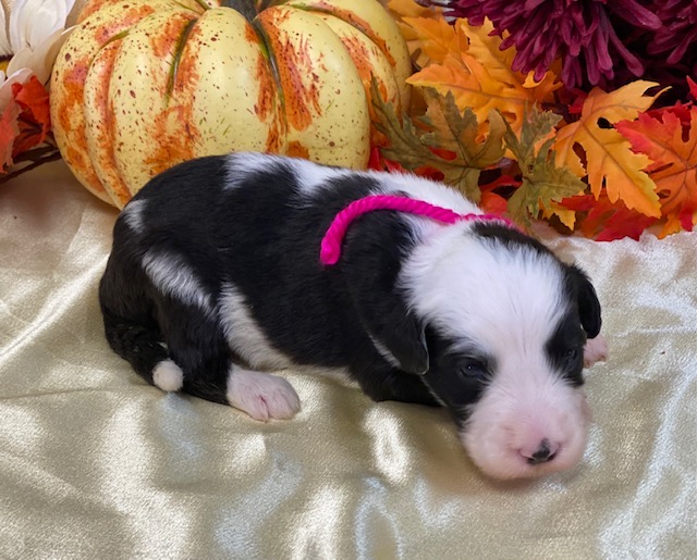 Dana2wks
