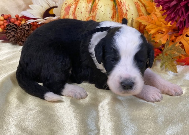 Danny2wks