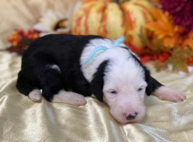 Delrose2wks