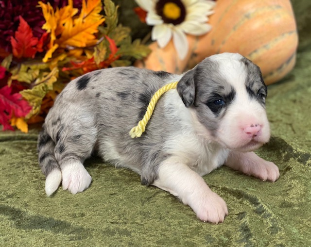 Doris3wks