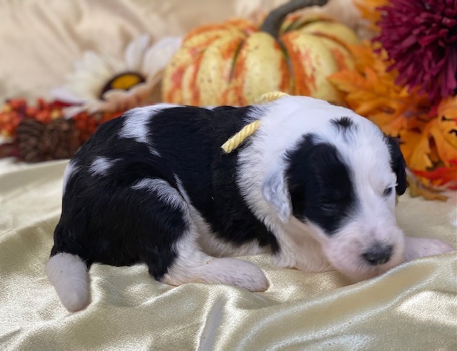 Edna2wks