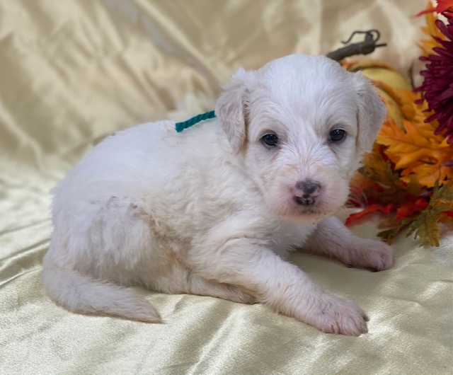 Eric4wks