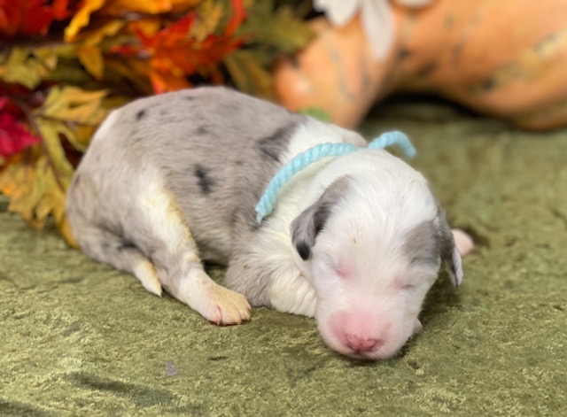 Georgine1wk