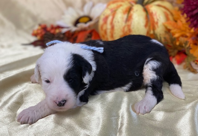 Godwin2wks