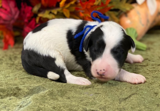 Gregg1wk