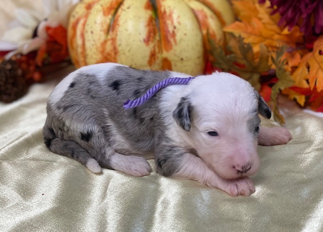 Heather2wks