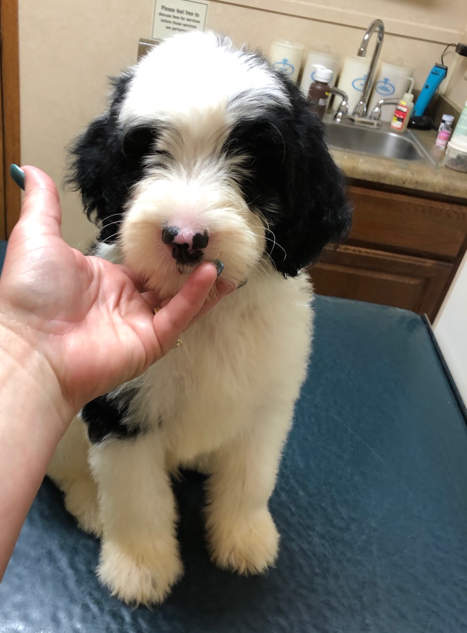 sheepadoodle puppies for sale midwest