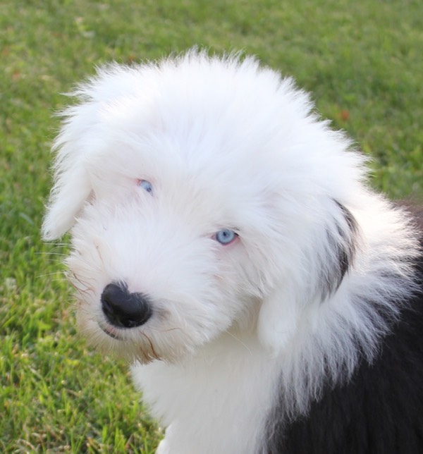 blue eyed sheepadoodle
