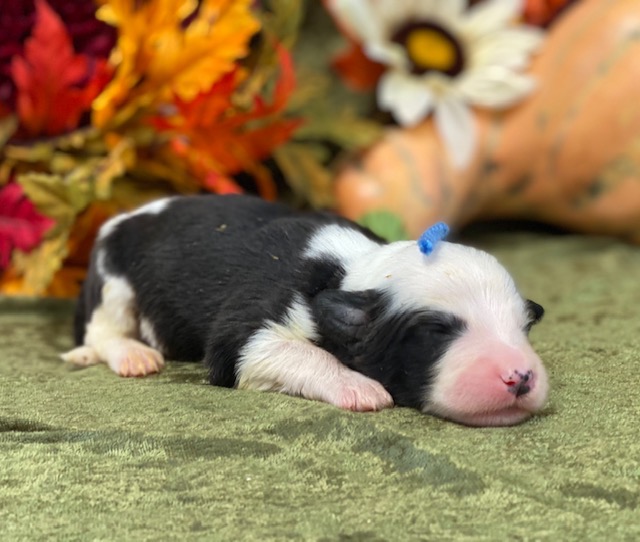 Jeremiah1wk
