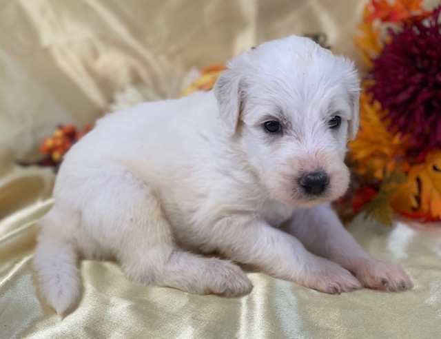 Kenneth4wks