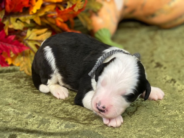 Kermit1wk