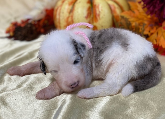 Lacey2wks