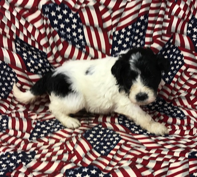 Lazarus4wks