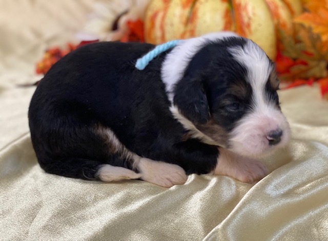 Maile2wks