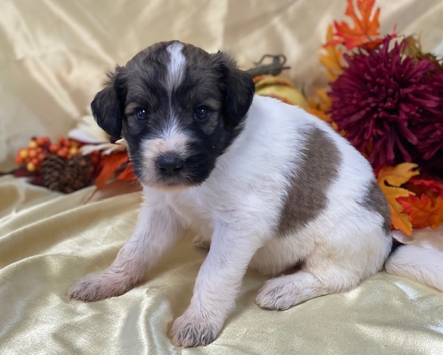 Monique4wks
