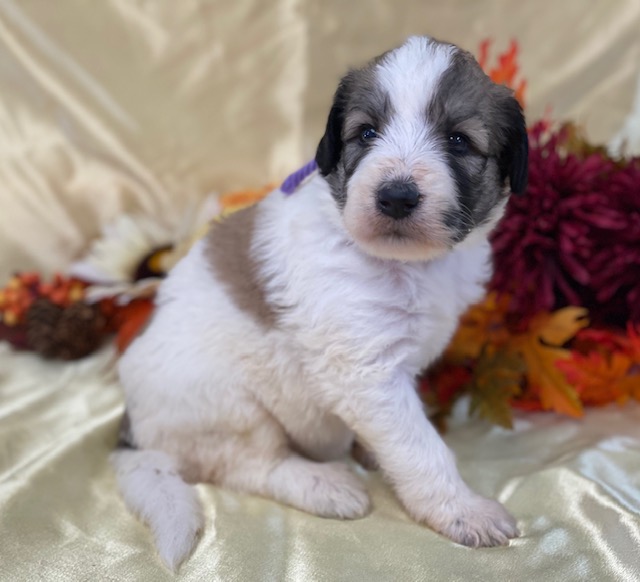 Palmina4wks