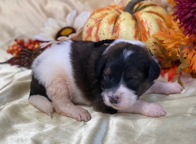 Pedro2wks