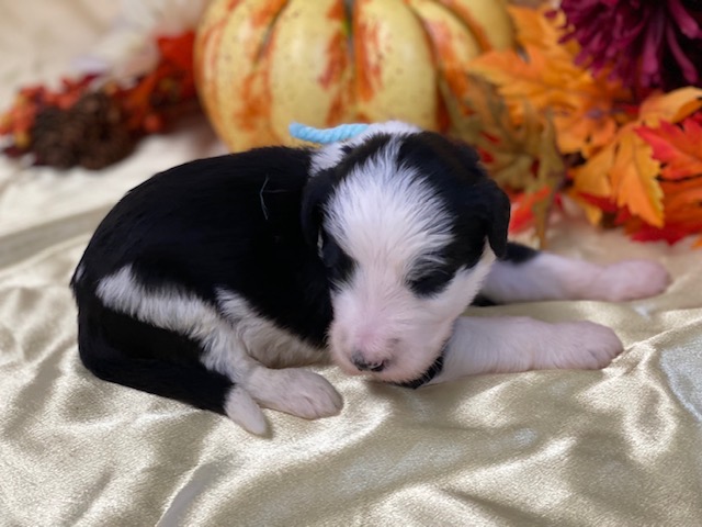 Peggie2wks