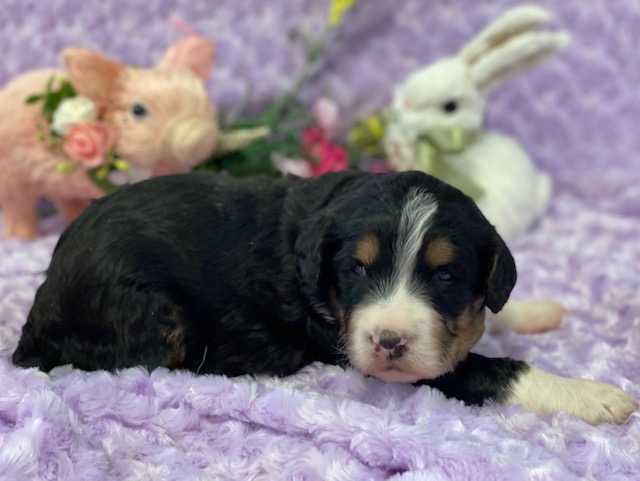 PhantomPeanut3wks