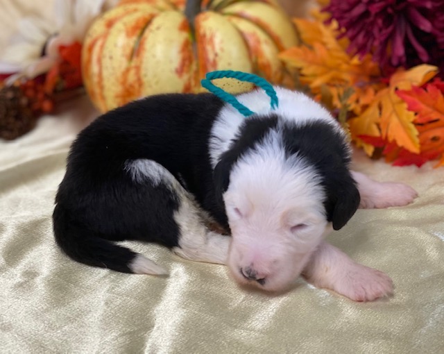 Ramon2wks