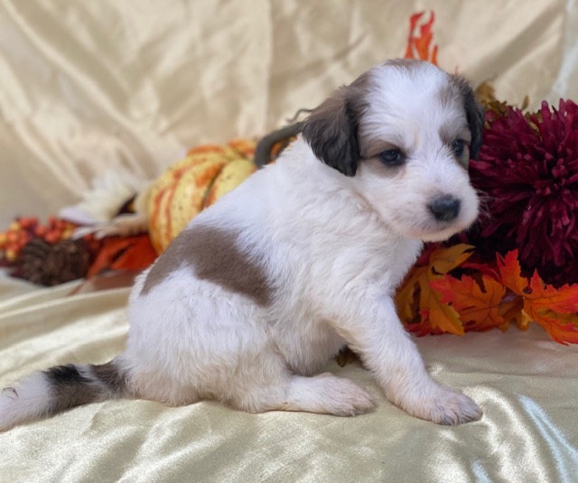 Rena4wks