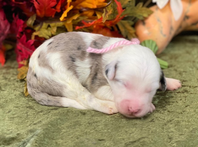Rita1wk