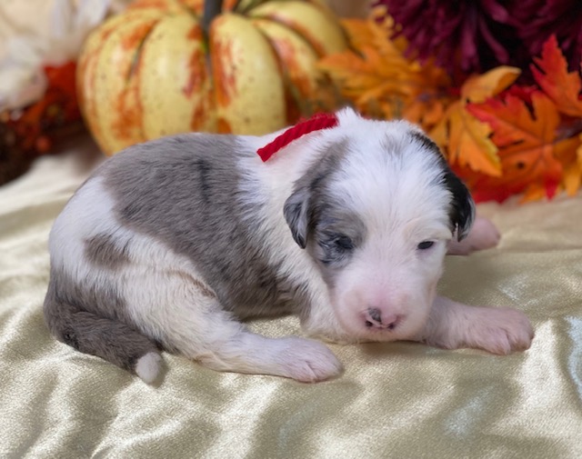 Roberta2wks