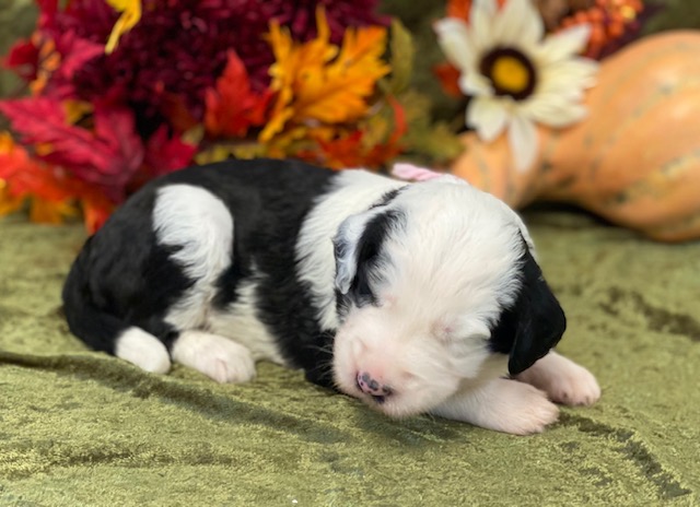 Rosa3wks