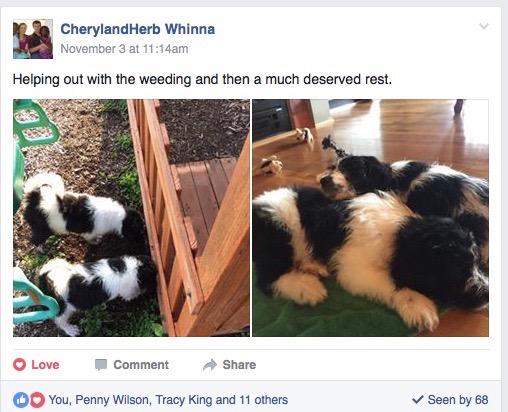 Screen Shot 2016-11-29 at 3.16.15 PM