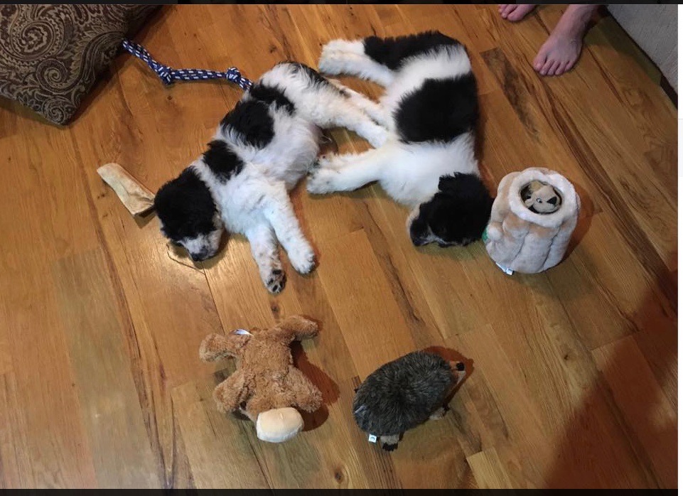 Screen Shot 2016-11-29 at 3.16.33 PM