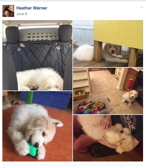 Screen Shot 2016-11-29 at 3.38.43 PM