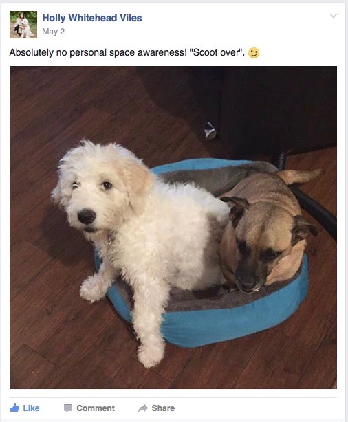 Screen Shot 2016-11-29 at 3.39.15 PM