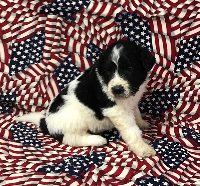 Shepherd4wks