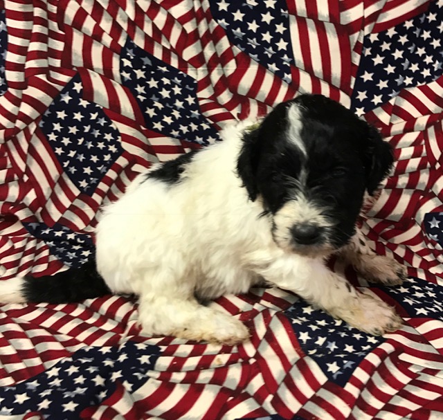 Sprucie4Weeks