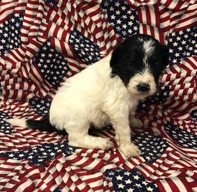 Star4wks