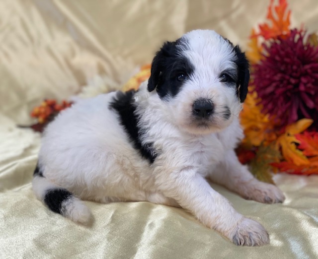 Tamitha4wks