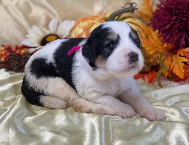 Tawanna2wks