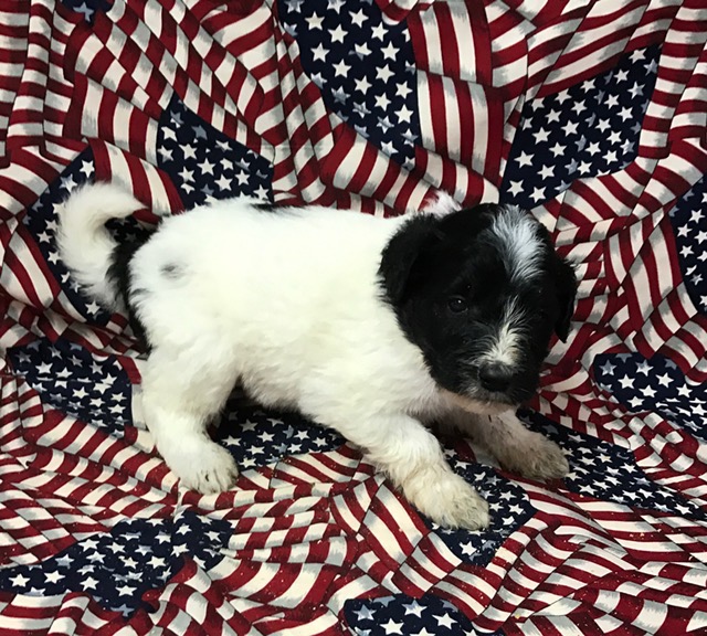 Tinsel4wks