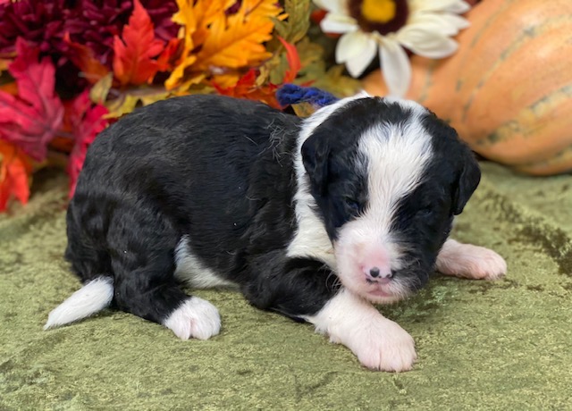 Todd3wks