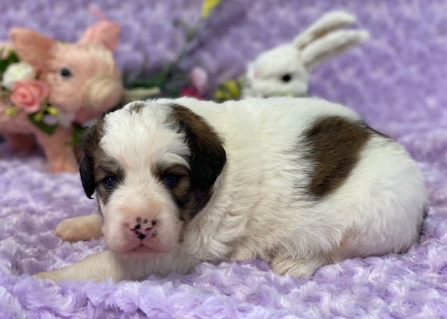 TriColorPeanut3wks