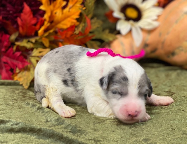 Trudi1wk