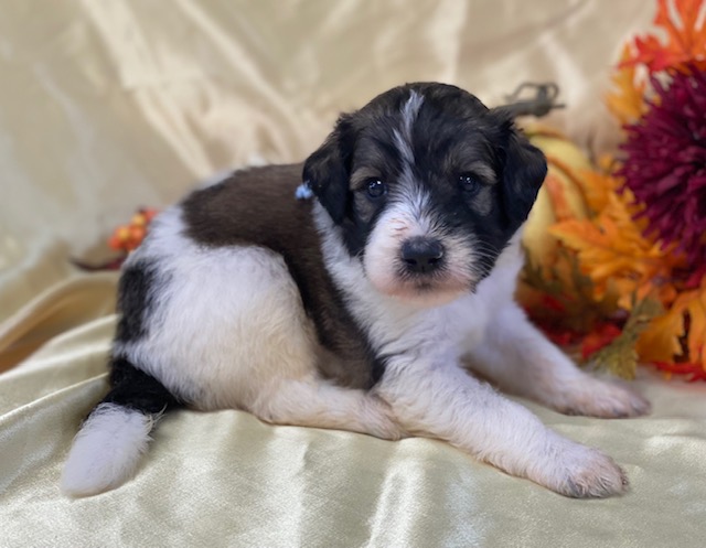 Vito4wks