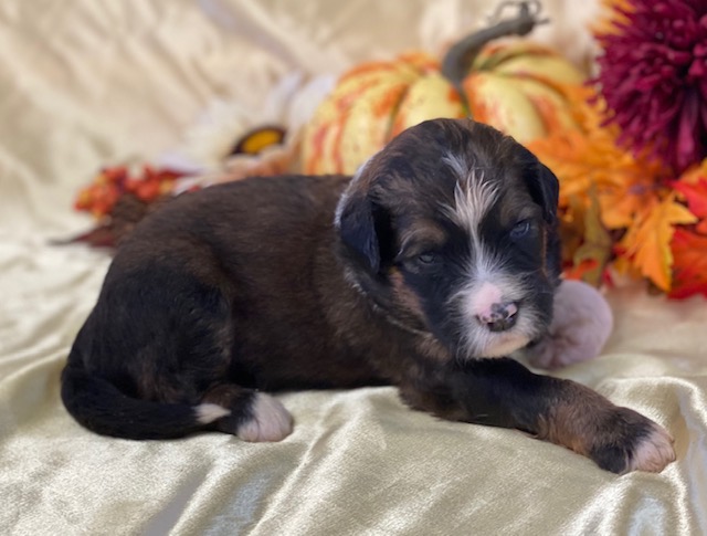 Warren2wks
